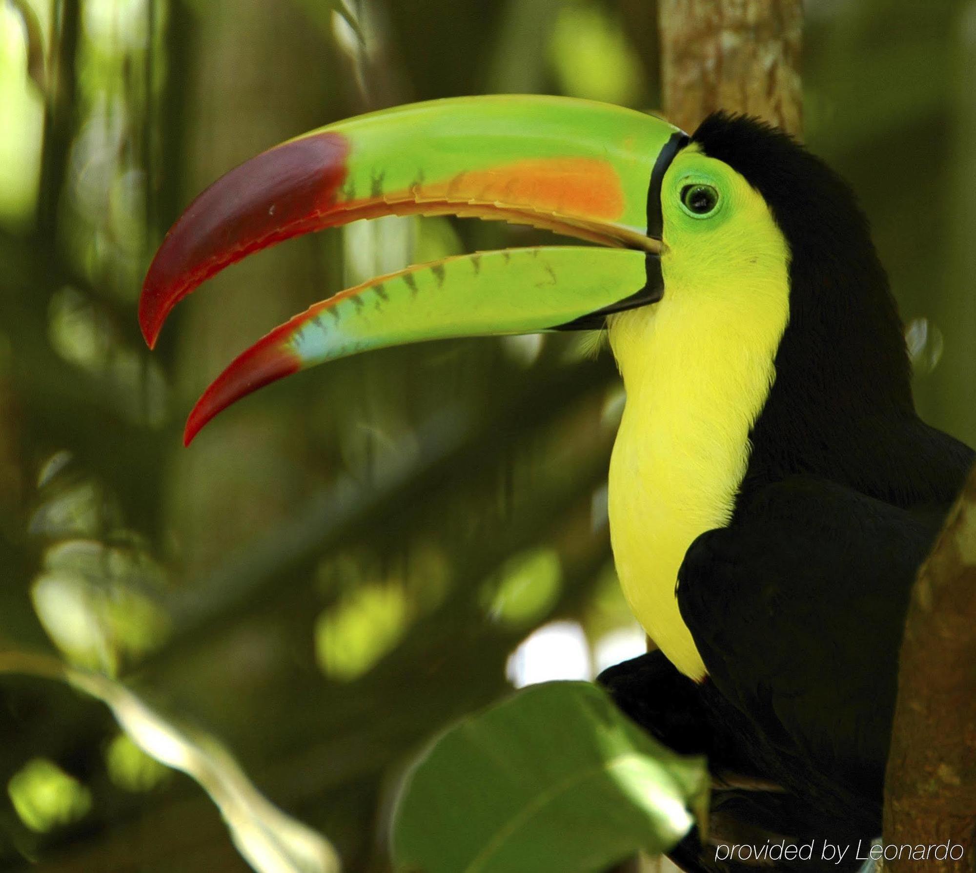 Machaca Hill Rainforest Canopy Lodge Punta Gorda Dış mekan fotoğraf